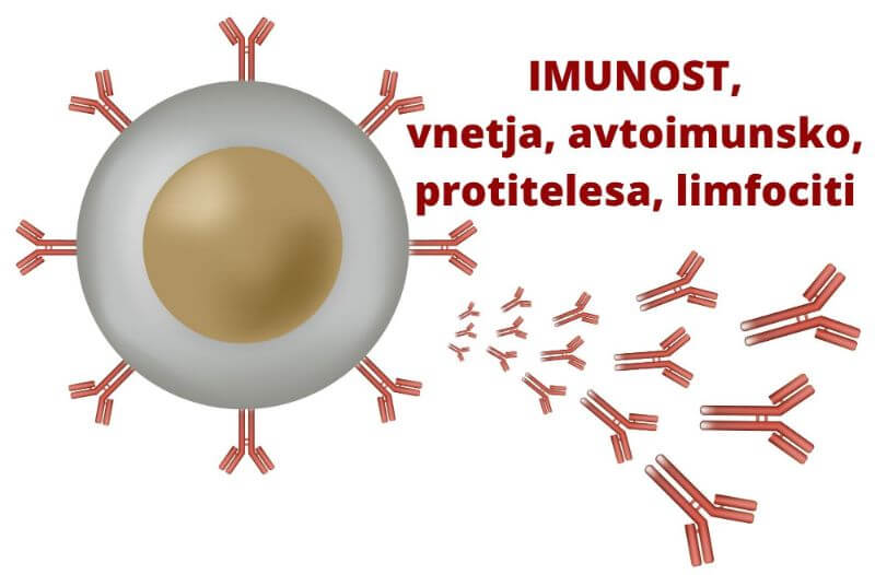 amritana IMUNSKI sistem, odpornost, vnetja, avtoimunsko,protitelesa, limfociti