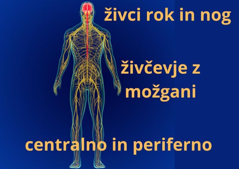 amritana-centralno-in-periferno-zivcevje-mozgani-nevropatija