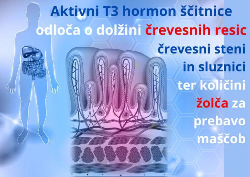 Aktivni-T3-hormon-scitnice-odloca-o-dolzini-crevesnih-resic-crevesni-steni-in-sluznici-crevesja-AMRITANA-zapper