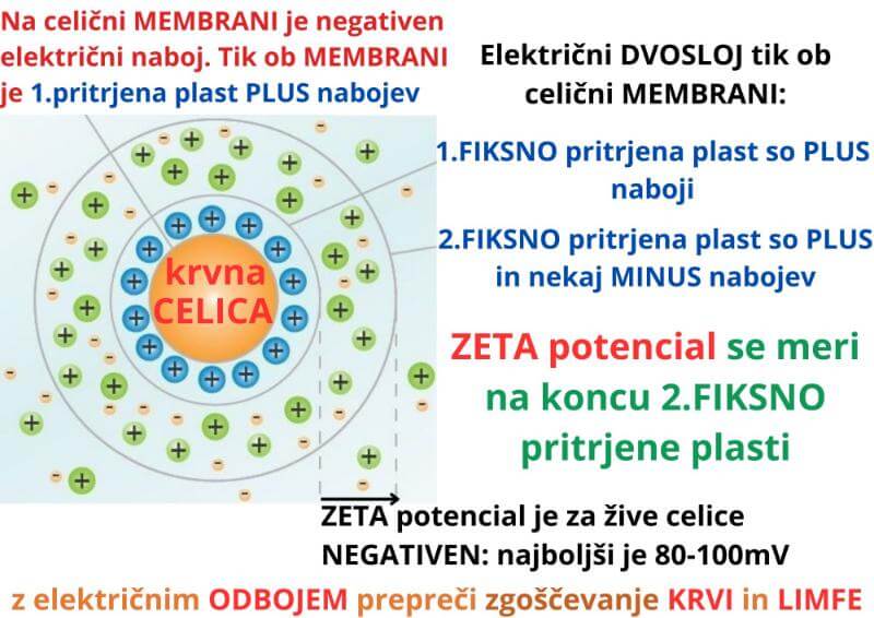 ZETA potencial celic ima negativno vrednost v mV ZAPER amritana